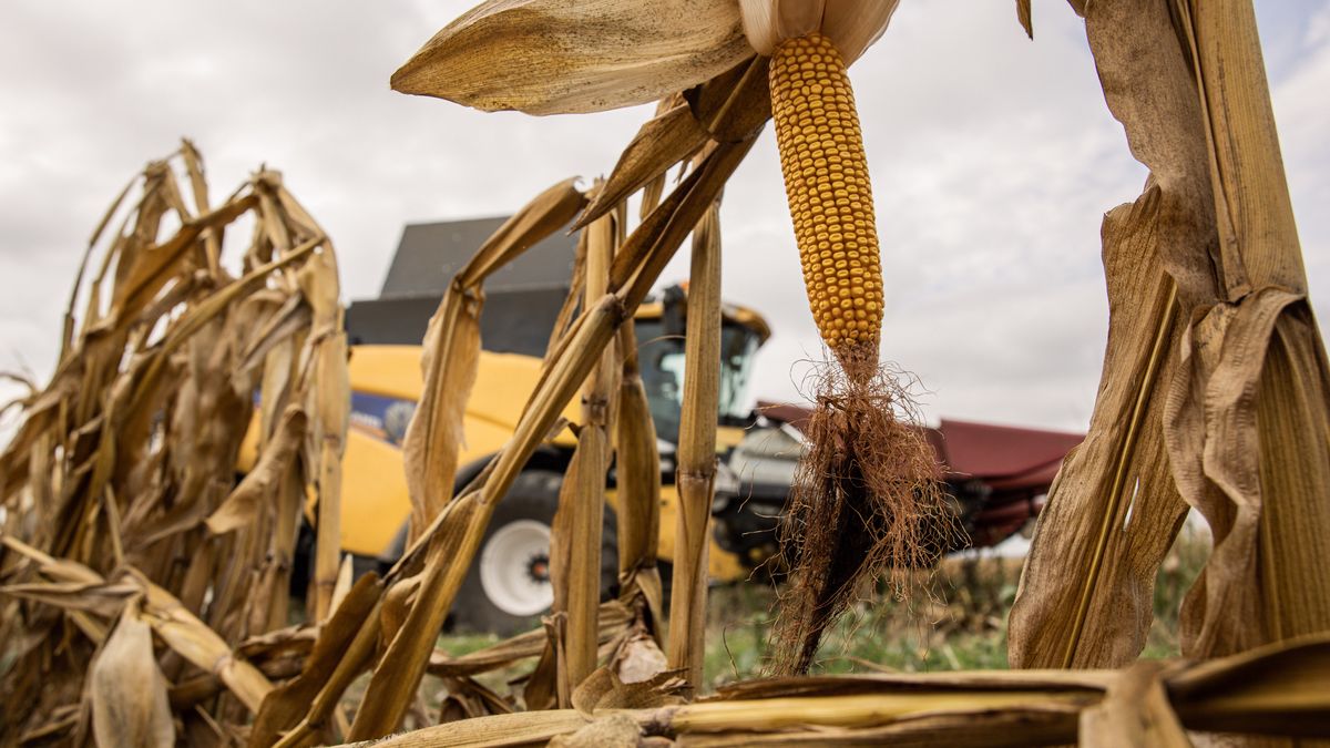 An ear of corn on a farm, operated by Lajoskomarom Gyozelem Kft., in Lajoskomarom, Hungary, on Monday, Aug. 29, 2022. Europe is in the throes of a drought that appears to be the worst in at least 500 years, according to a preliminary analysis by experts from the European Unions Joint Research Center. Photographer: Akos Stiller/Bloomberg via Getty Images