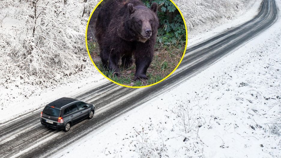 Jaka będzie zima? Leśniczy twierdzi, że widać to już po niedźwiedziach