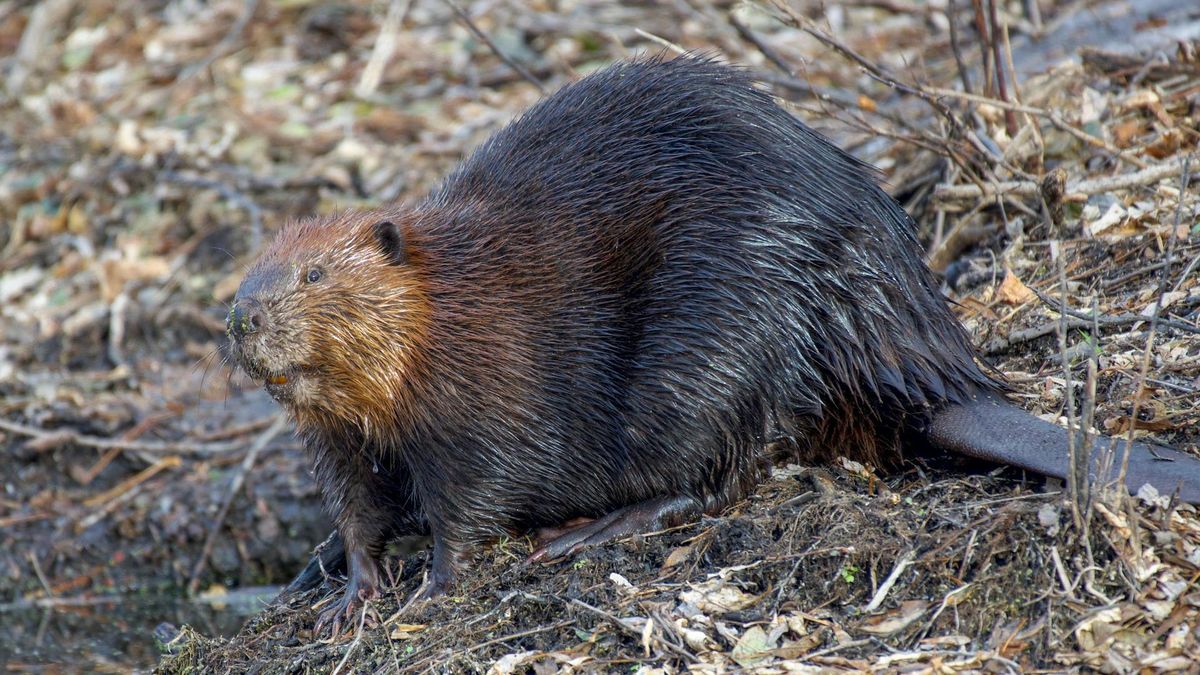 Nadleśnictwo Staszów planowało odstrzał 120 bobrów