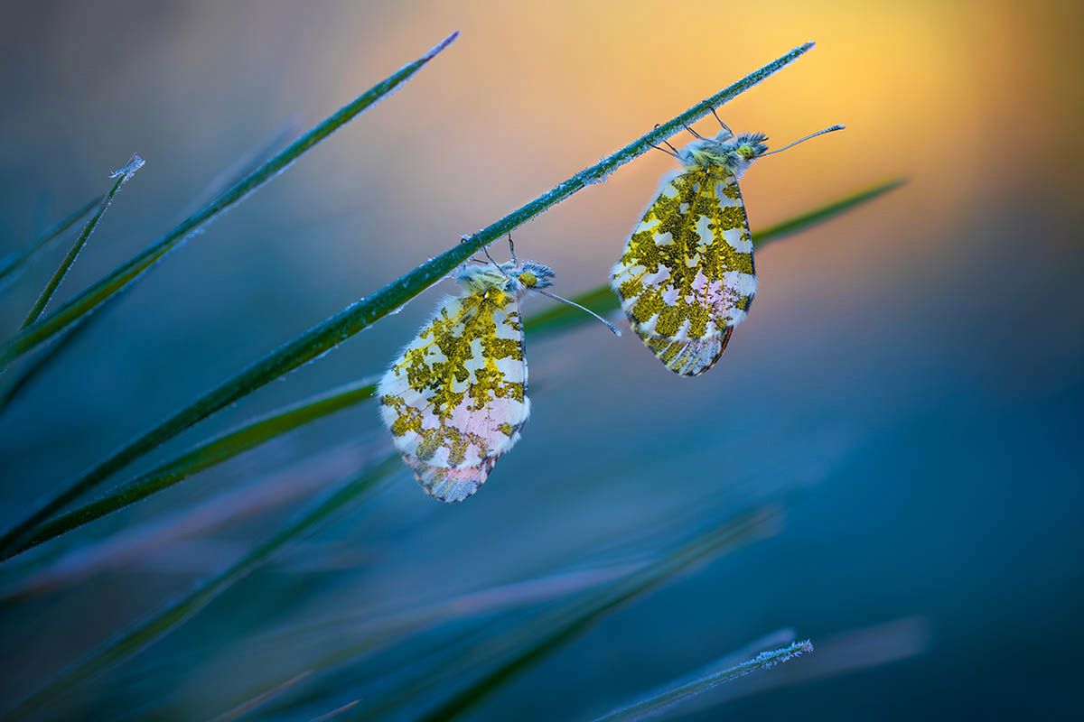 Macro Art Photo Project 2019, czyli najpiękniejsze ujęcia makro 7