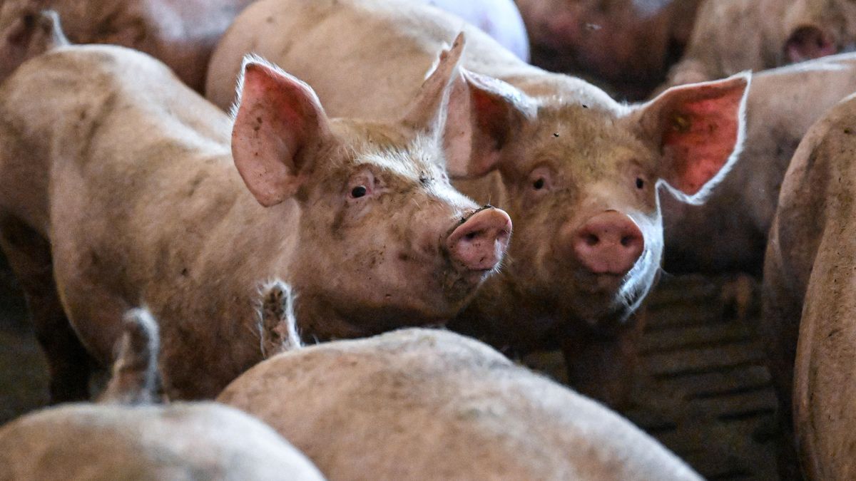 Darek Delmanowicz
ceny, chlew, chlewna, hodowla, ilustracja, ilustracje, skup, trzoda