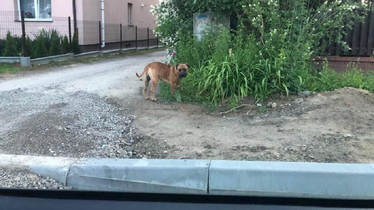 Agresywny pies zagryzł dwa yorki