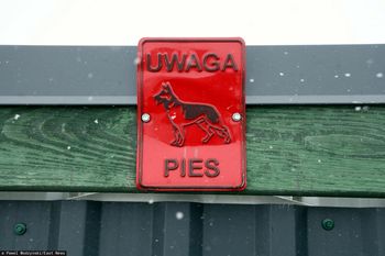 Dramat psów w Kuflewie. Sprawa trafiła do prokuratury