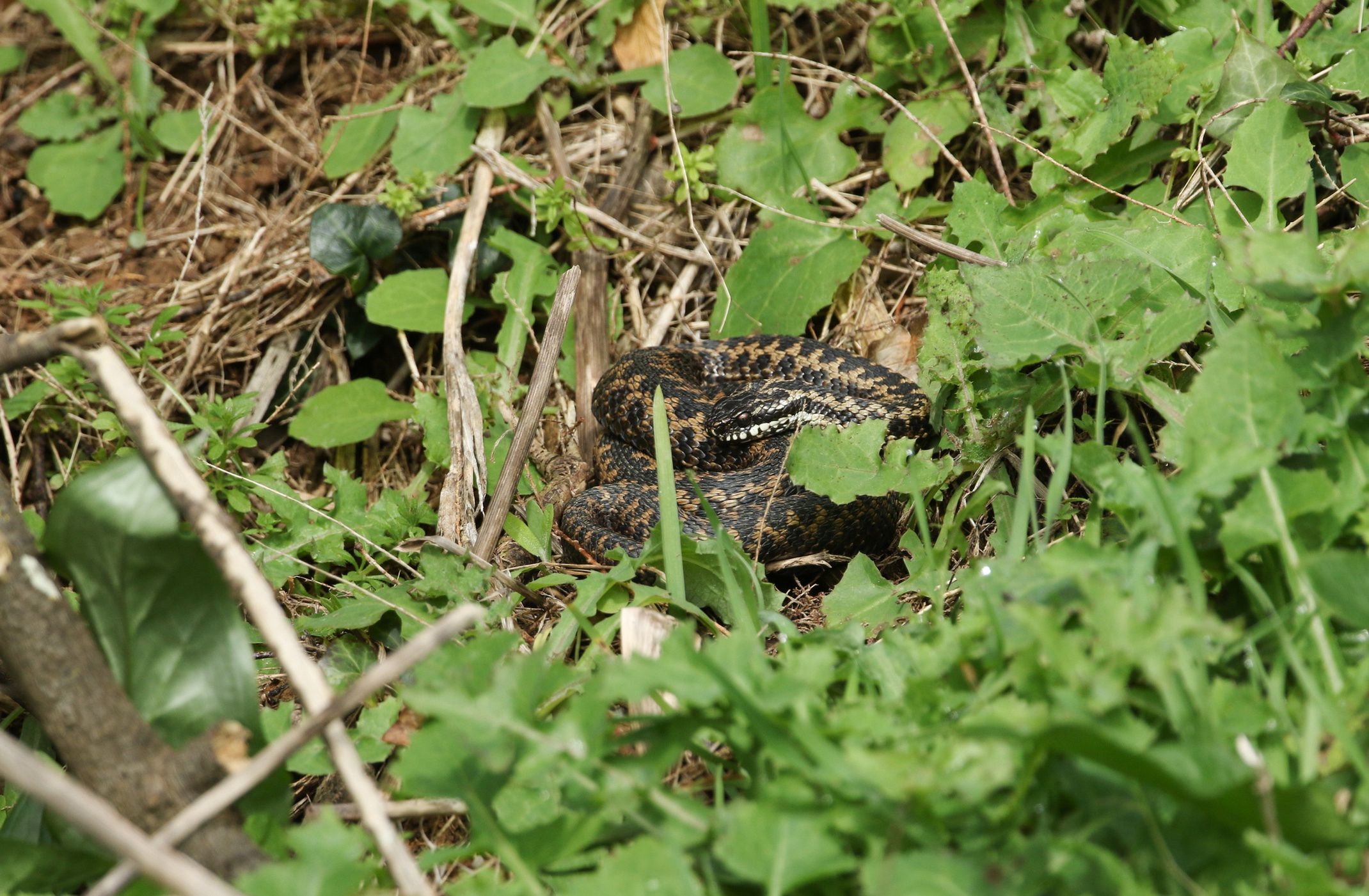 Żmija zygzakowata (Vipera berus)