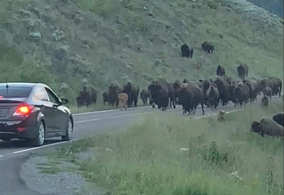 Stado bizonów ruszyło na kierowców. Zobaczyłem "brązową ścianę pędzącą drogą"