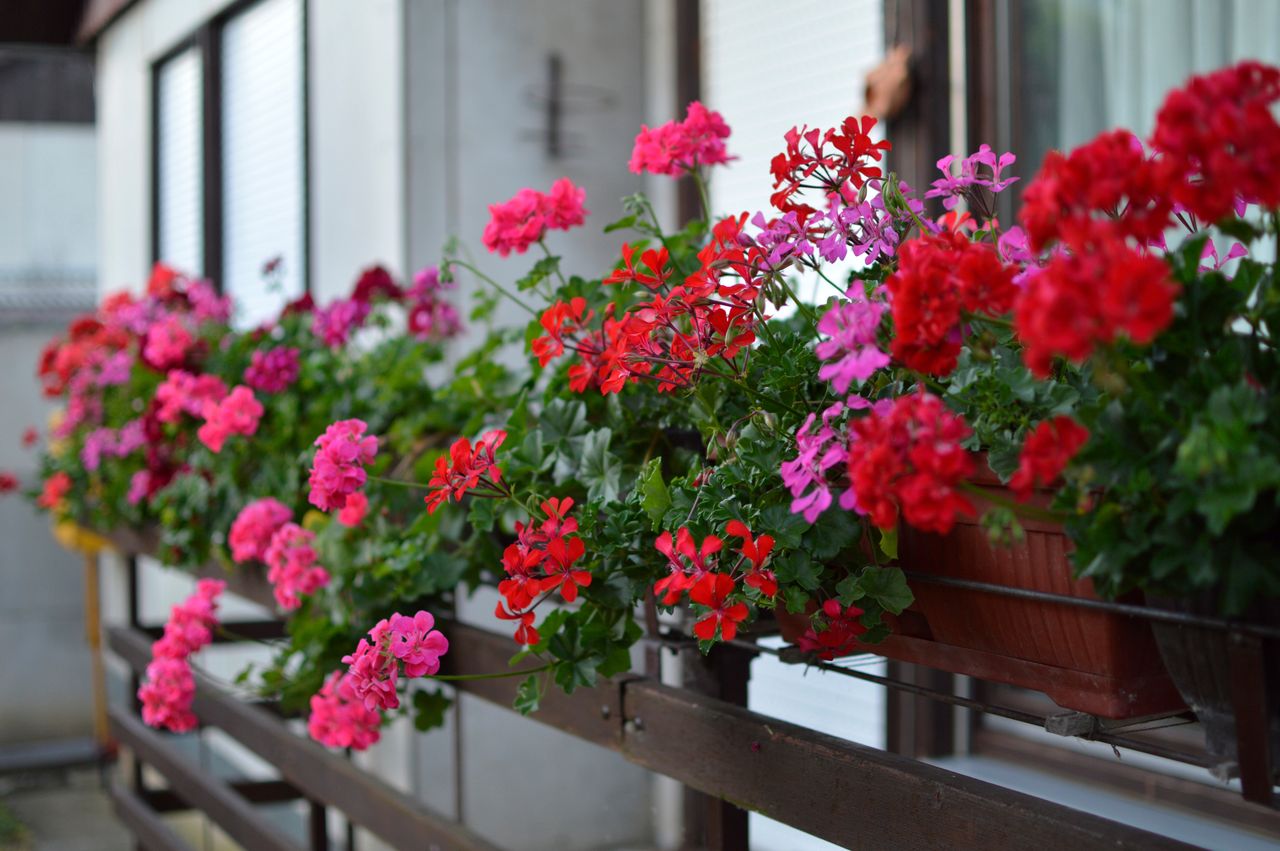 Pelargonie nie mają w sumie dużo pyłku, którym żywią się pszczoły