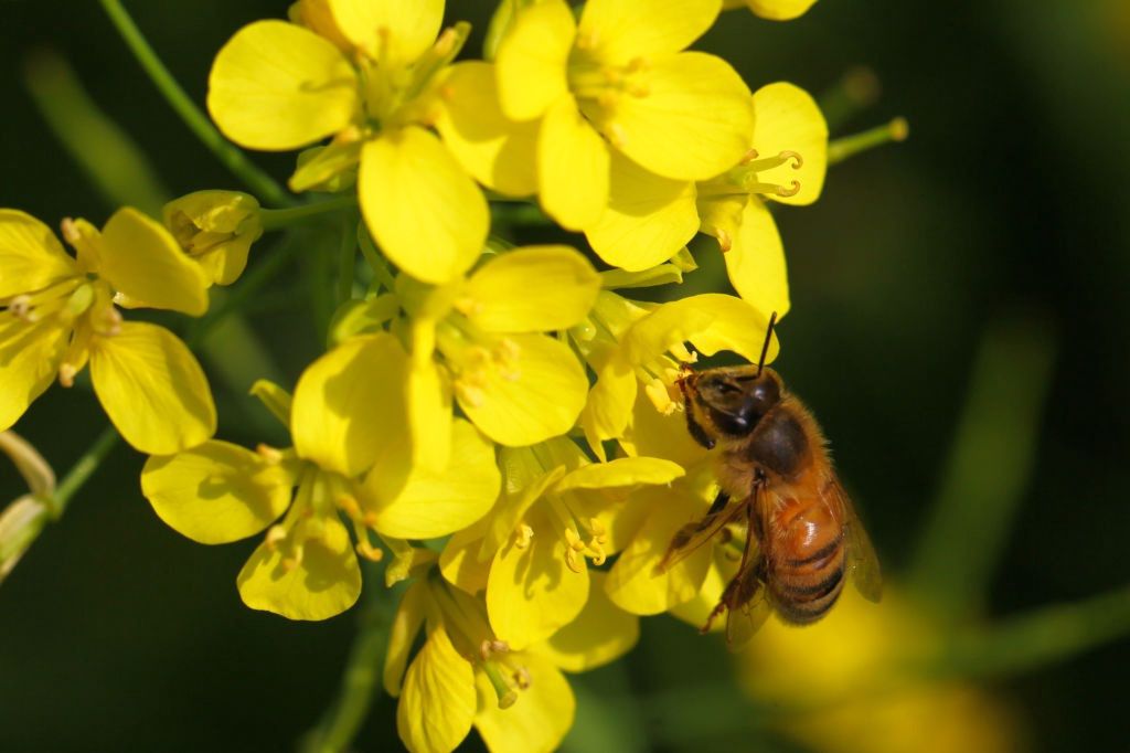 Mleczko pszczele. Jak działa i jakie ma właściwości lecznicze? Poznaj jeden z naturalnych suplementów