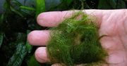 Dzięki algom powstaną biodegradowalne papierowe baterie