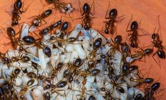 "Żółte szalone mrówki" atakują. Są zagrożeniem dla ludzi