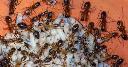 "Żółte szalone mrówki" atakują. Są zagrożeniem dla ludzi