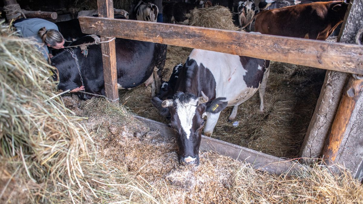 Policjanci z Łap ustalili i zatrzymali pięciu mężczyzn 