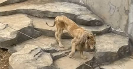 Nagranie z zoo w Chinach obiegło media. Lew ledwo się ruszał