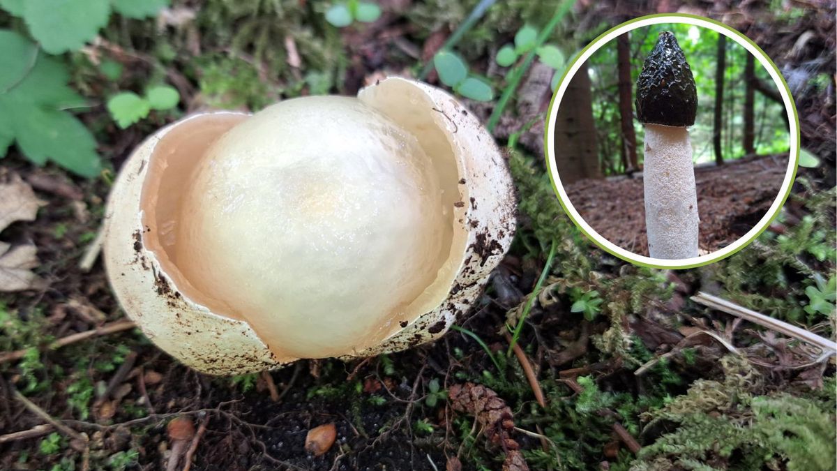 Sromotnik bezwstydny - jak wygląda? 