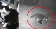 Właścicielka była w szoku. Jej kot robił tak niemal co noc
