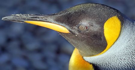 Linux 4.13 na czas – mimo kamienia nerkowego Linusa. Sprawdź nowości!