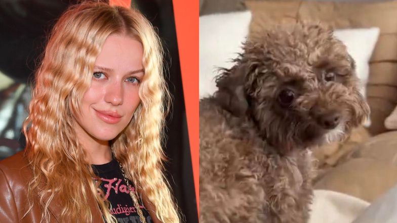 Jessica Mercedes założyła Chilli "psią aplikację"