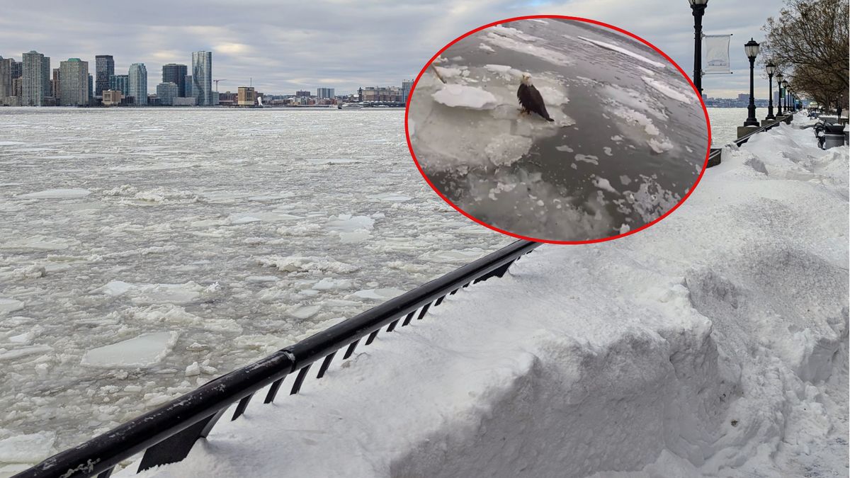 Bielik utknął na krze na nowojorskiej rzece 