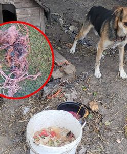 Radny usłyszał zarzuty. Pies był "w stanie rażącego zaniedbania"