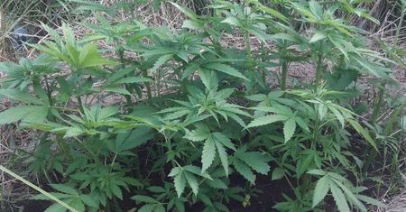 Plantacja marihuany w Świdniku. Wpadli podczas podlewania konopi