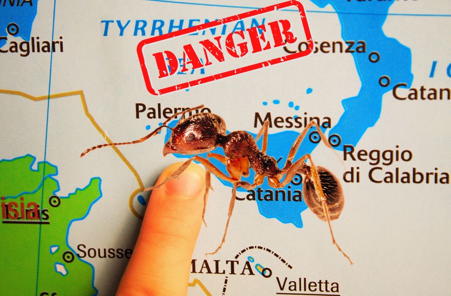 Mrówki ogniste zadomowiły się na Sycylii