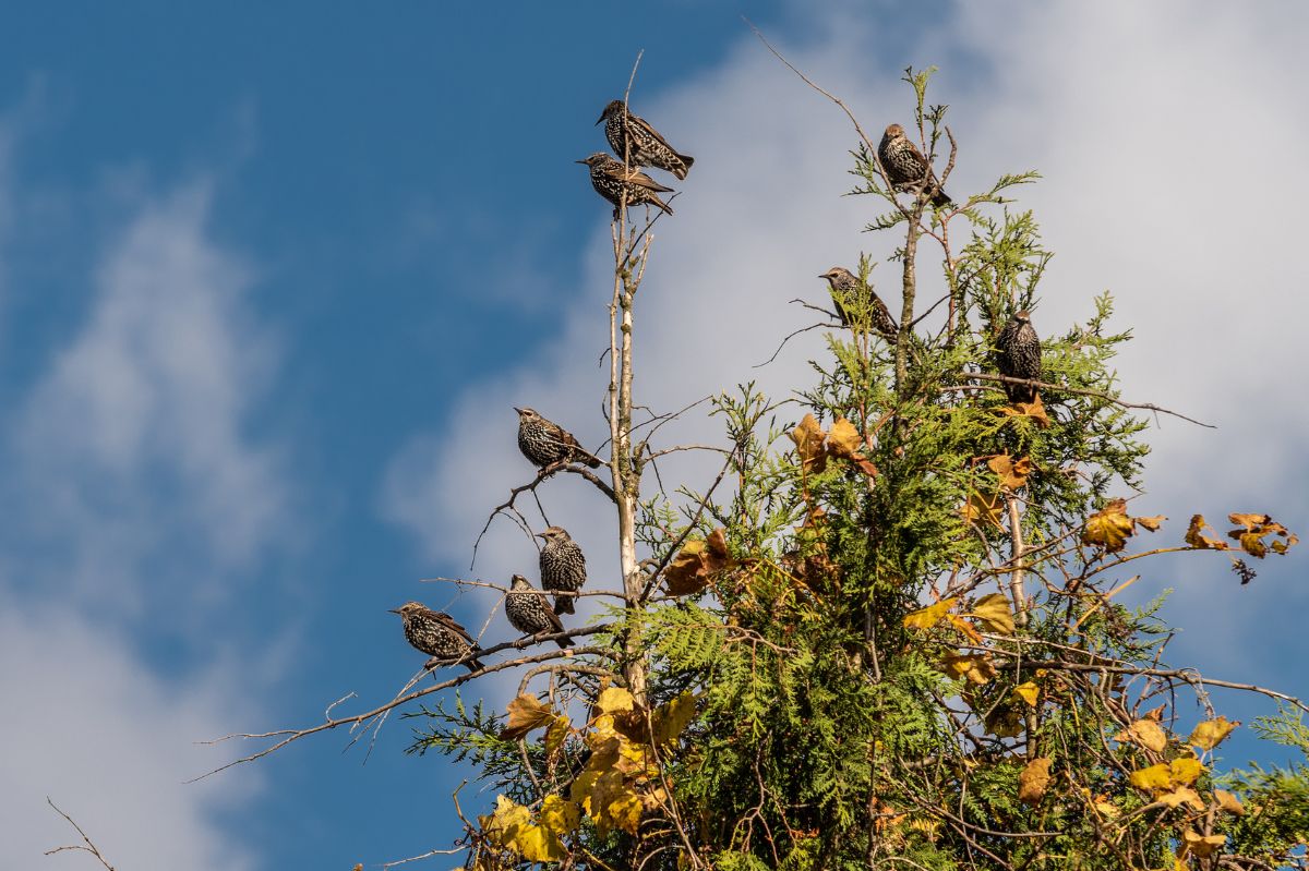 How to protect your garden from starling invasions