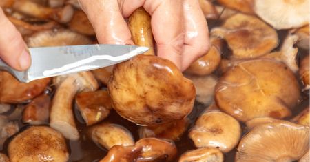 Najgorszy i częsty błąd przy grzybach. Będą nadawać się tylko do kosza