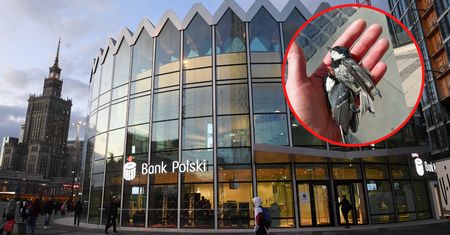 Przykry widok tuż obok Rotundy. Kilkanaście martwych ptaków