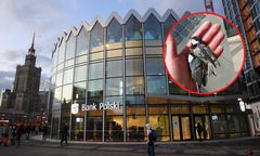 Przykry widok tuż obok Rotundy. Kilkanaście martwych ptaków