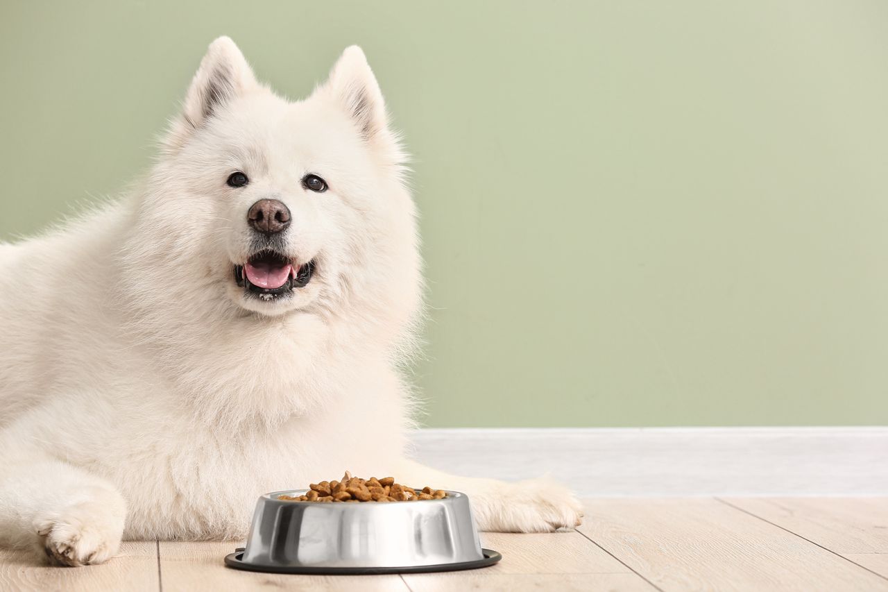 Pet food market surges as owners treat pets like family members