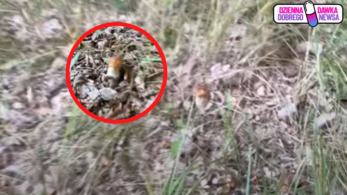 Wysyp borowików. Było ich mnóstwo.