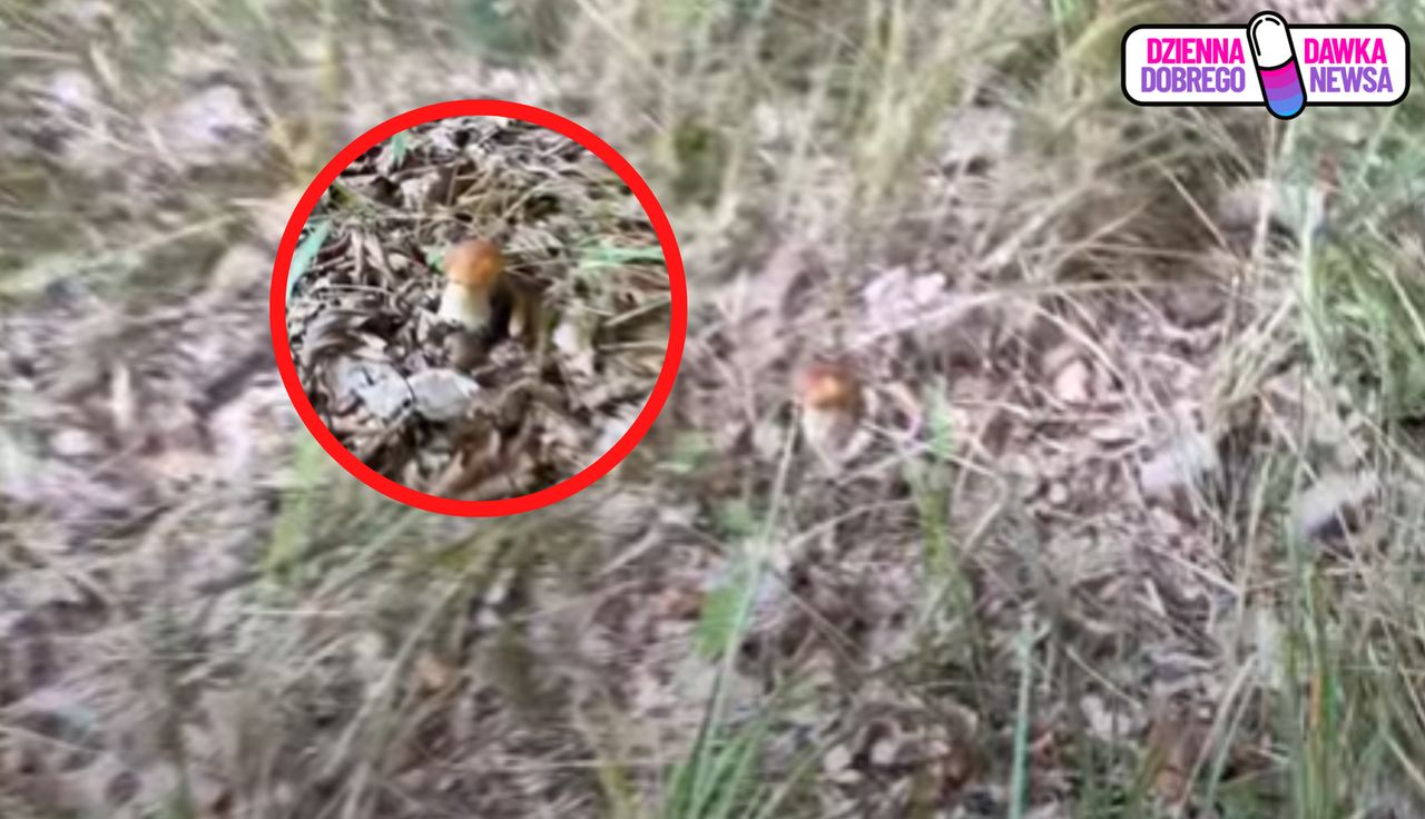 Złapał za telefon w lesie. Ludzie przecierają oczy. "Bajka"