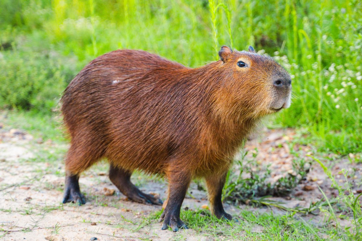 Przed nami dzień kapibary. Zlot fanów w Łodzi
