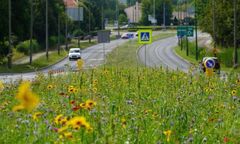 Sosnowiec. Miasto będzie pełne kolorów i zapachów. Powstaną nowe łąki kwietne