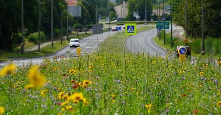 Sosnowiec. Miasto będzie pełne kolorów i zapachów. Powstaną nowe łąki kwietne