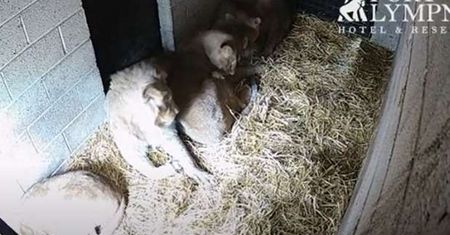 Koszmar w zoo. Znaleźli zamarznięte lwiątko