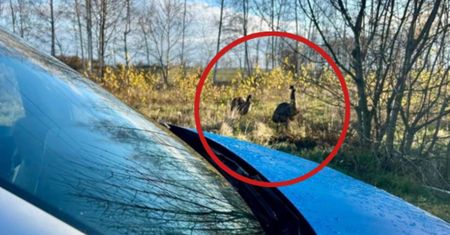 Egzotyczny widok w Unikowicach. Tego nikt się nie spodziewał