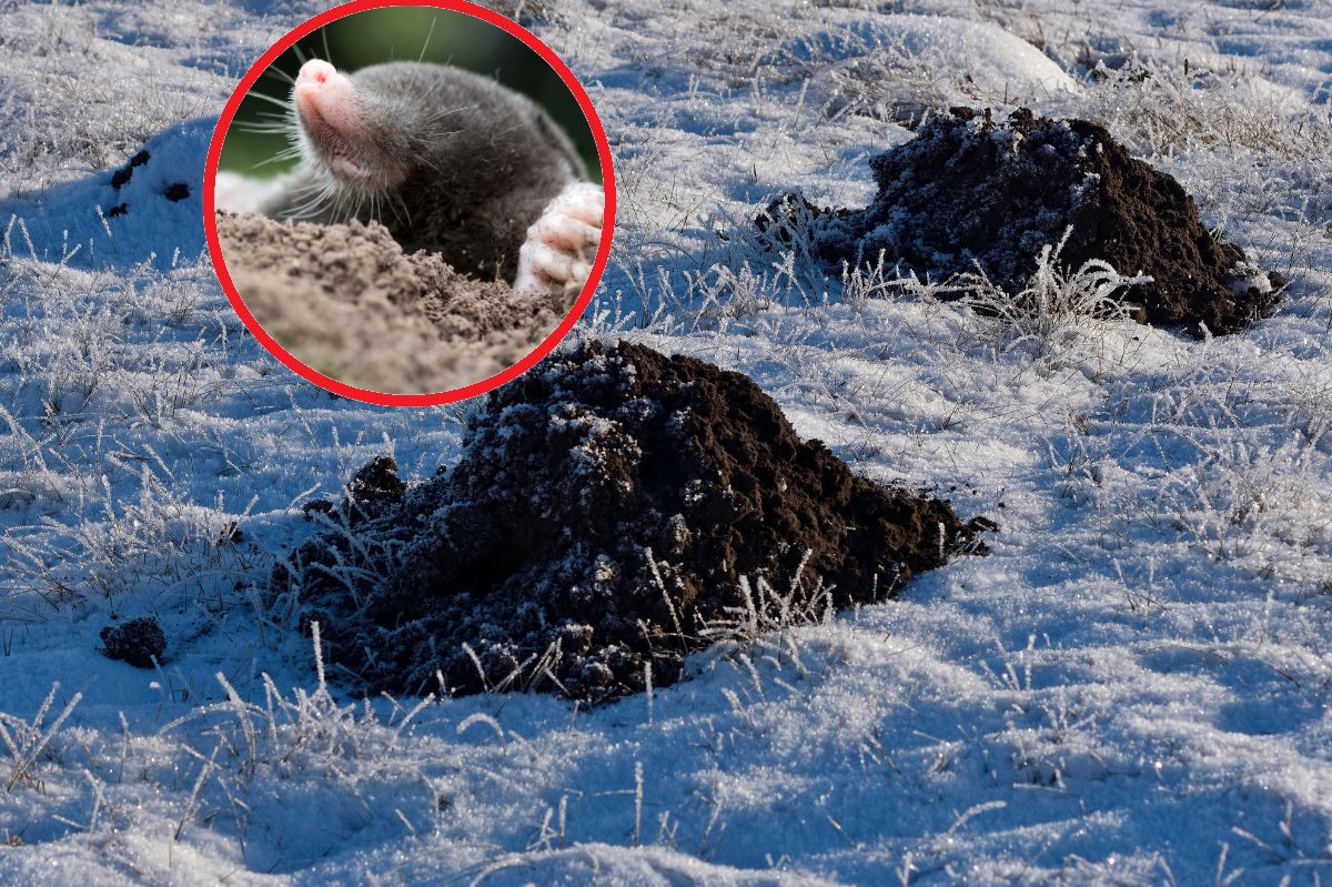 How to safeguard your garden from havoc-wreaking moles?