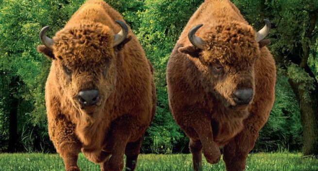 Piwo Żubr z kolejną promocją „Dwa szybkie Żubry” (wideo)