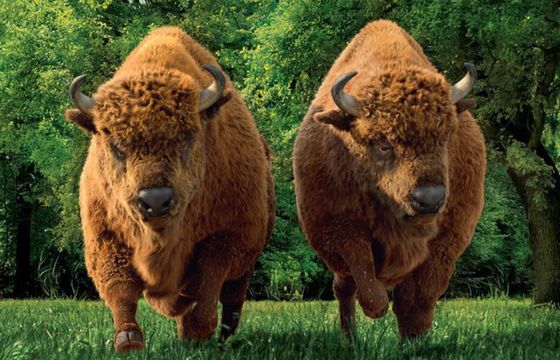 Piwo Żubr z kolejną promocją „Dwa szybkie Żubry” (wideo)