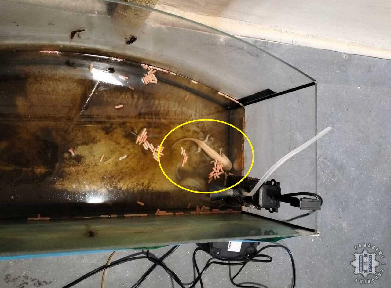 Zarządca budynku znalazł zwierzę w mieszkaniu. Zarzuty dla kobiety z Świętochłowic