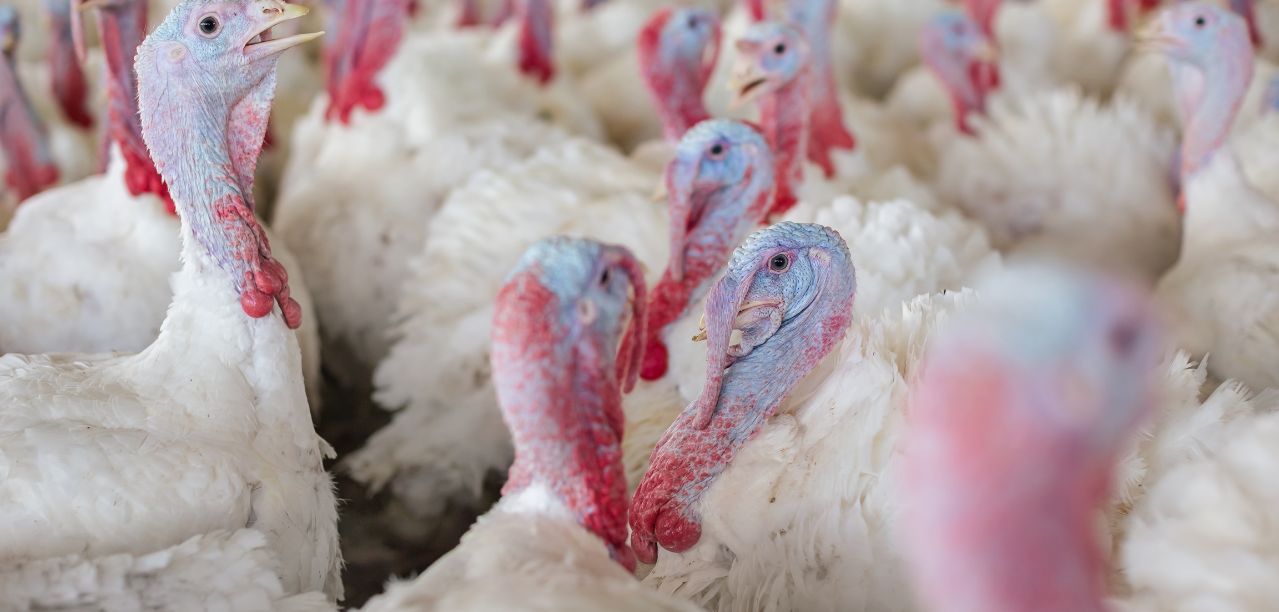 Wielkopolska: Nowe ognisko rzekomego pomoru drobiu w Niałku Wielkim