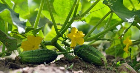 Nic nie kosztuje, a świetnie wpływa na  plony. Naturalny nawóz dla ogórków i pomidorów