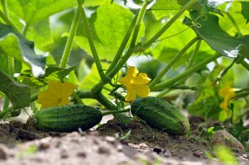 Nic nie kosztuje, a świetnie wpływa na  plony. Naturalny nawóz dla ogórków i pomidorów