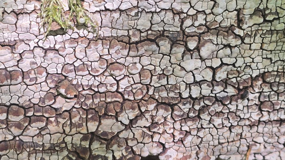 Drewnowiec popękny.