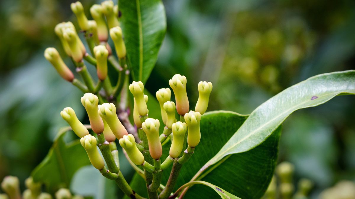 Tą przyprawę często kojarzona jest z szarlotką. 