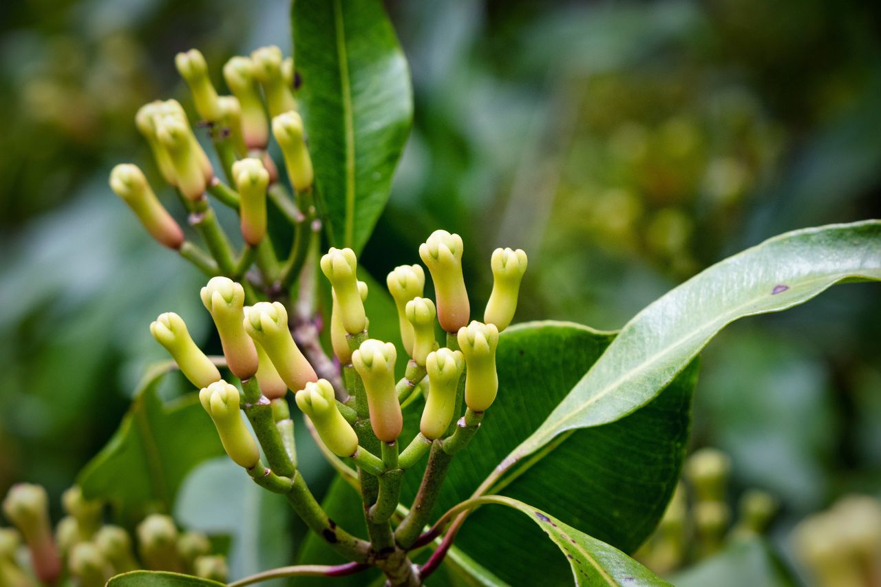 This spice is often associated with apple pie.