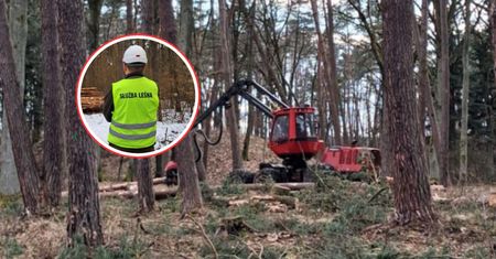 Pojawiają się w lasach. "Potwory". Leśnicy tłumaczą