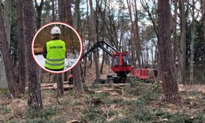 Pojawiają się w lasach. "Potwory". Leśnicy tłumaczą