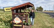 Dynie, cebule oraz buraczki wciąż na polach - nie wszyscy rolnicy mogą cieszyć się z dożynek