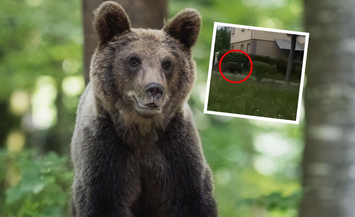 Niedźwiedź na ulicach miasta Podkarpacia. Jest nagranie